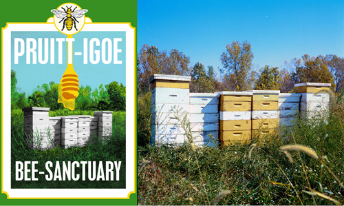 Juan William Chavez, "Pruitt-Igoe Bee Sanctuary," 2010-present. Courtesy the artist.