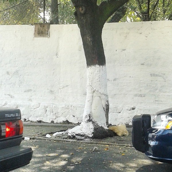 wall:tree