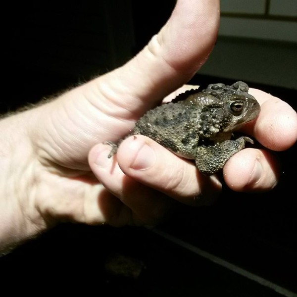 Vermont is rich in toads during the summer.