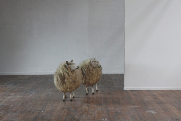 Linda Tegg,  Sheep Study, Gallery, Video Still, 2010. 